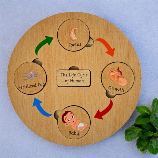 Life Cycle Board - Image 3