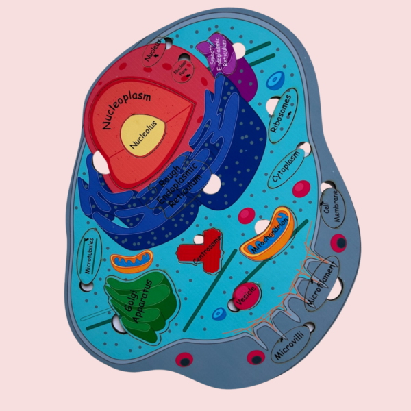 Animal Cell Model - Image 3