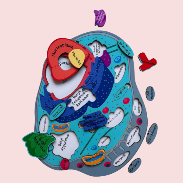 Animal Cell Model - Image 2