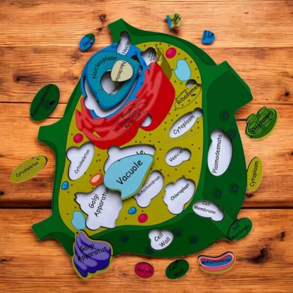 Plant cell And Animal Cell - Image 5