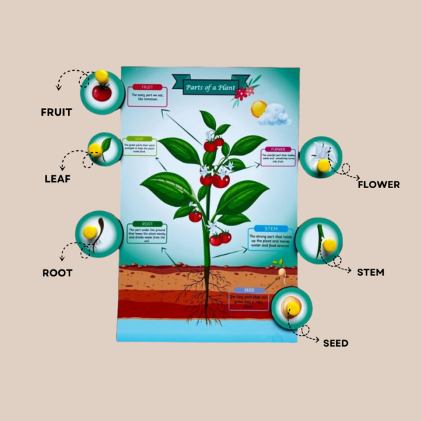 Parts of a plant - Image 3