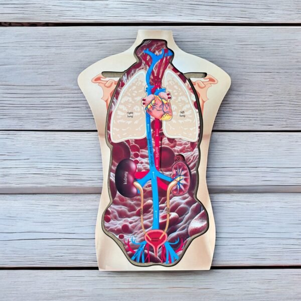 Human Body Anatomy - Image 2