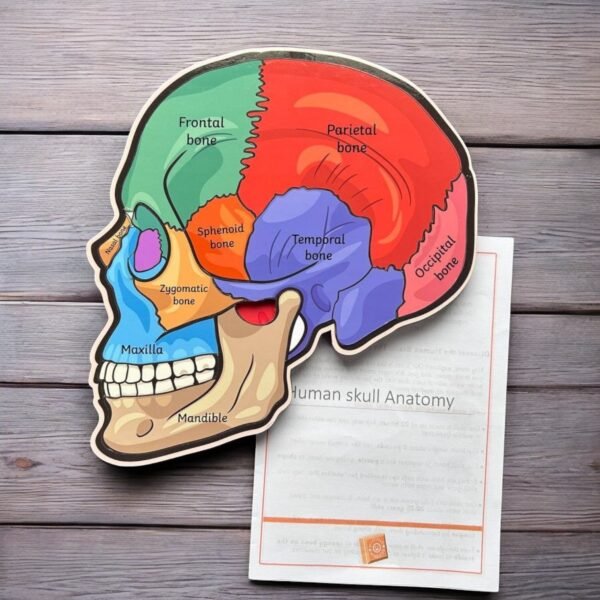 Human Skull Anatomy