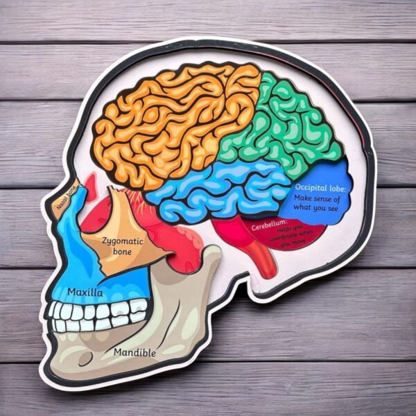 Human Skull Anatomy - Image 3