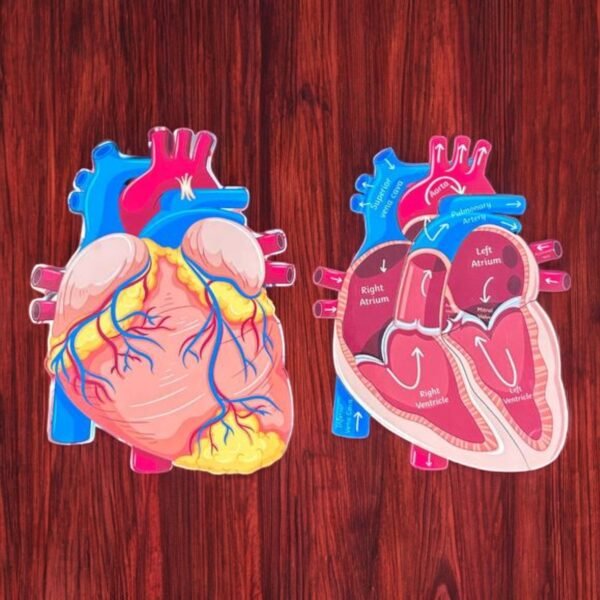 Human Heart Anatomy - Image 4