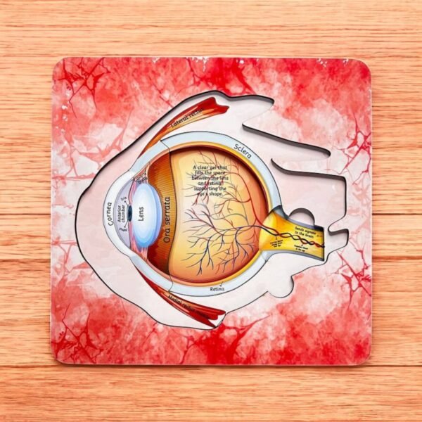 Human Eye Anatomy - Image 4