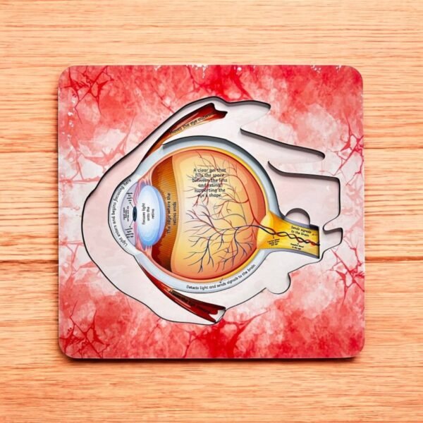 Human Eye Anatomy - Image 5