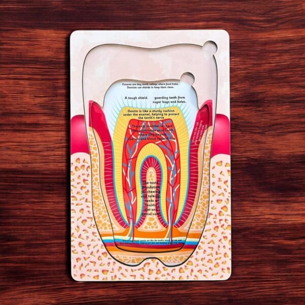 Anatomy of the Human Tooth - Image 3