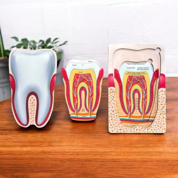 Anatomy of the Human Tooth - Image 4