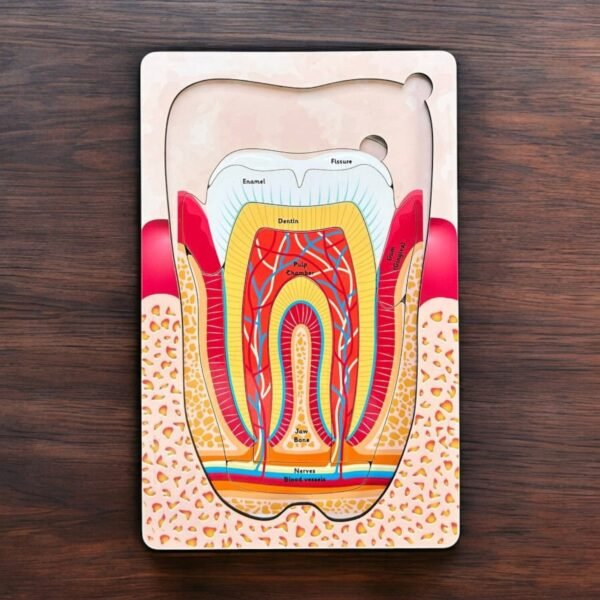 Anatomy of the Human Tooth - Image 2