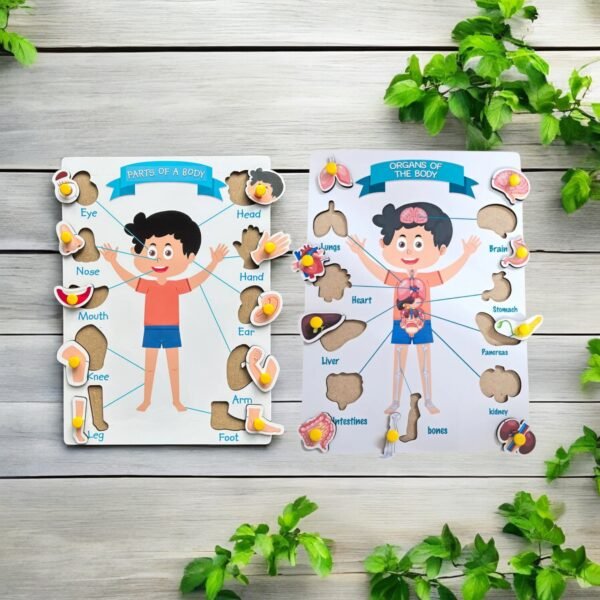Parts Of The Body And Organs Of The Body Combo Set - Image 2