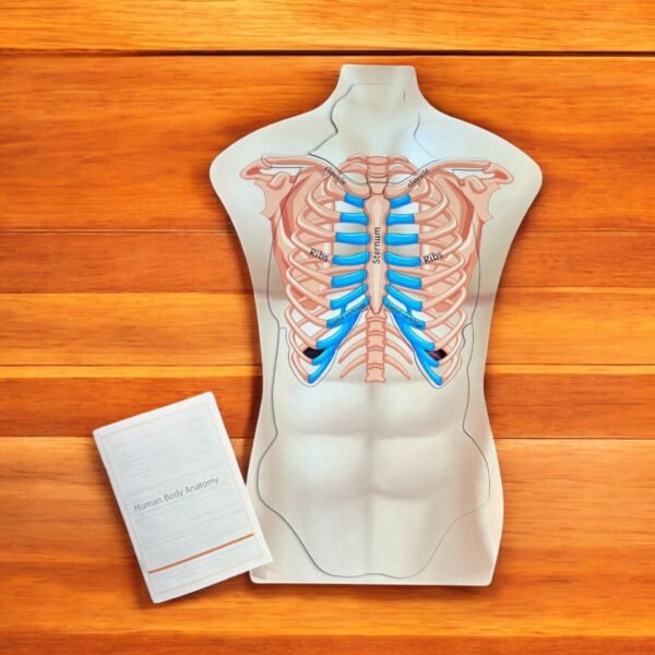 Human Body Anatomy Combo Kit - Image 6