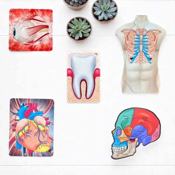Human Body Anatomy Combo Kit