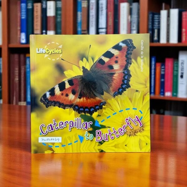 Caterpillar To Butterfly_Lifecycles_QED Publishing_KWB48869
