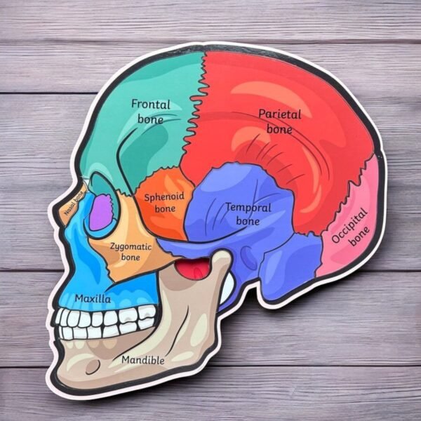 Human Body Anatomy Combo Kit - Image 4
