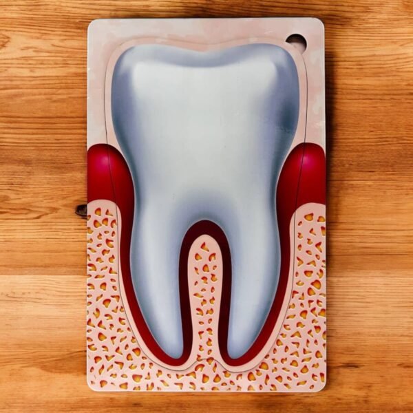 Human Body Anatomy Combo Kit - Image 5