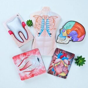 Human Body Anatomy Combo Kit
