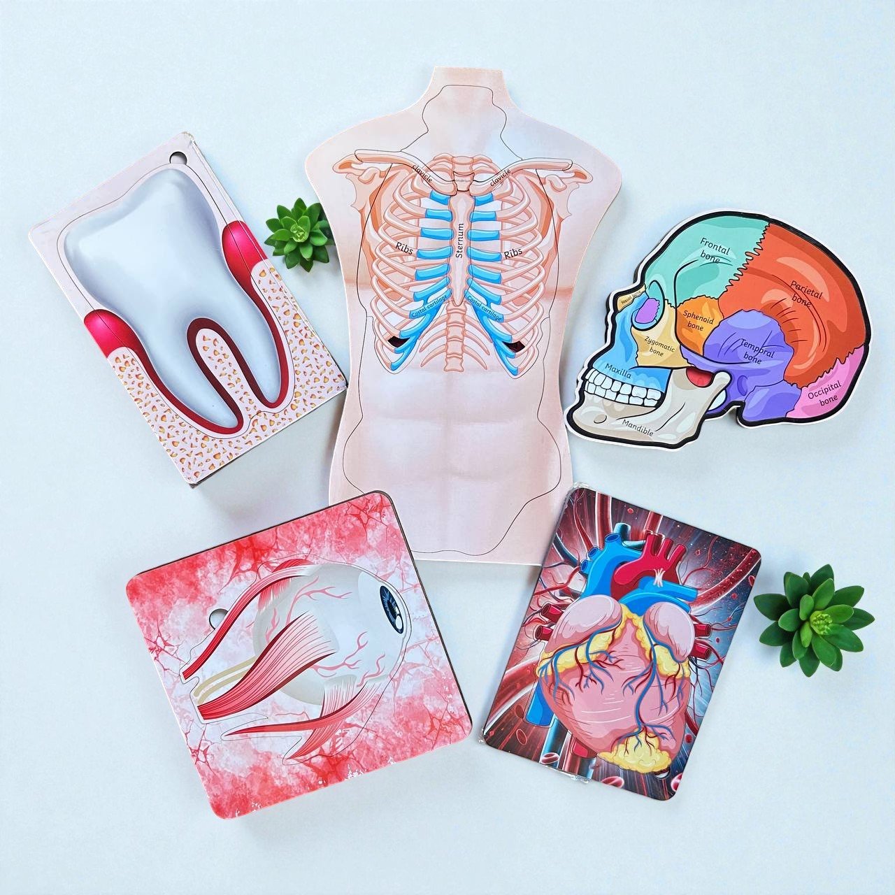 Human Body Anatomy Combo Kit